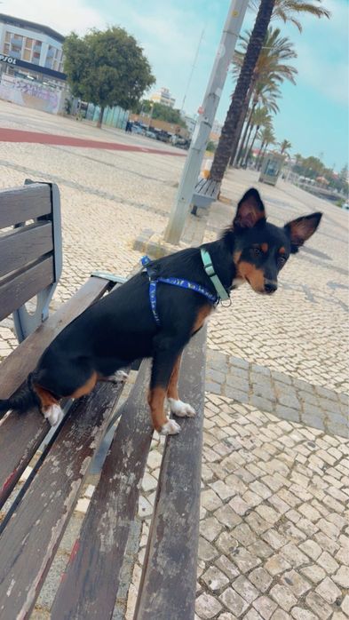 Para doar animal