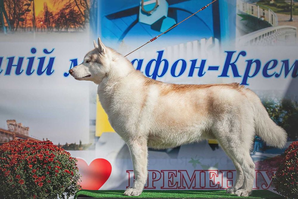 Кобель сибирского хаски КСУ для вязки, ЧУ