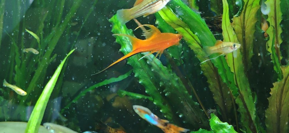 Para Mieczyk Berliński Pomarańczowy Lira Weloniasty