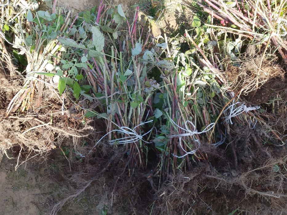 Sadzonki malin na sprzedaż