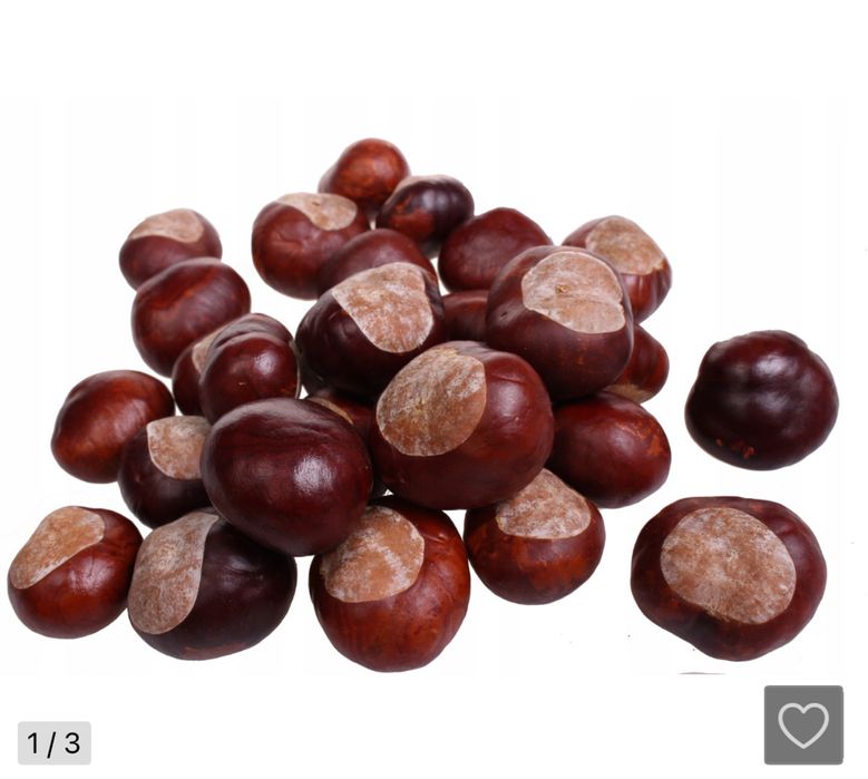Skup kasztanow owoc kasztanowca