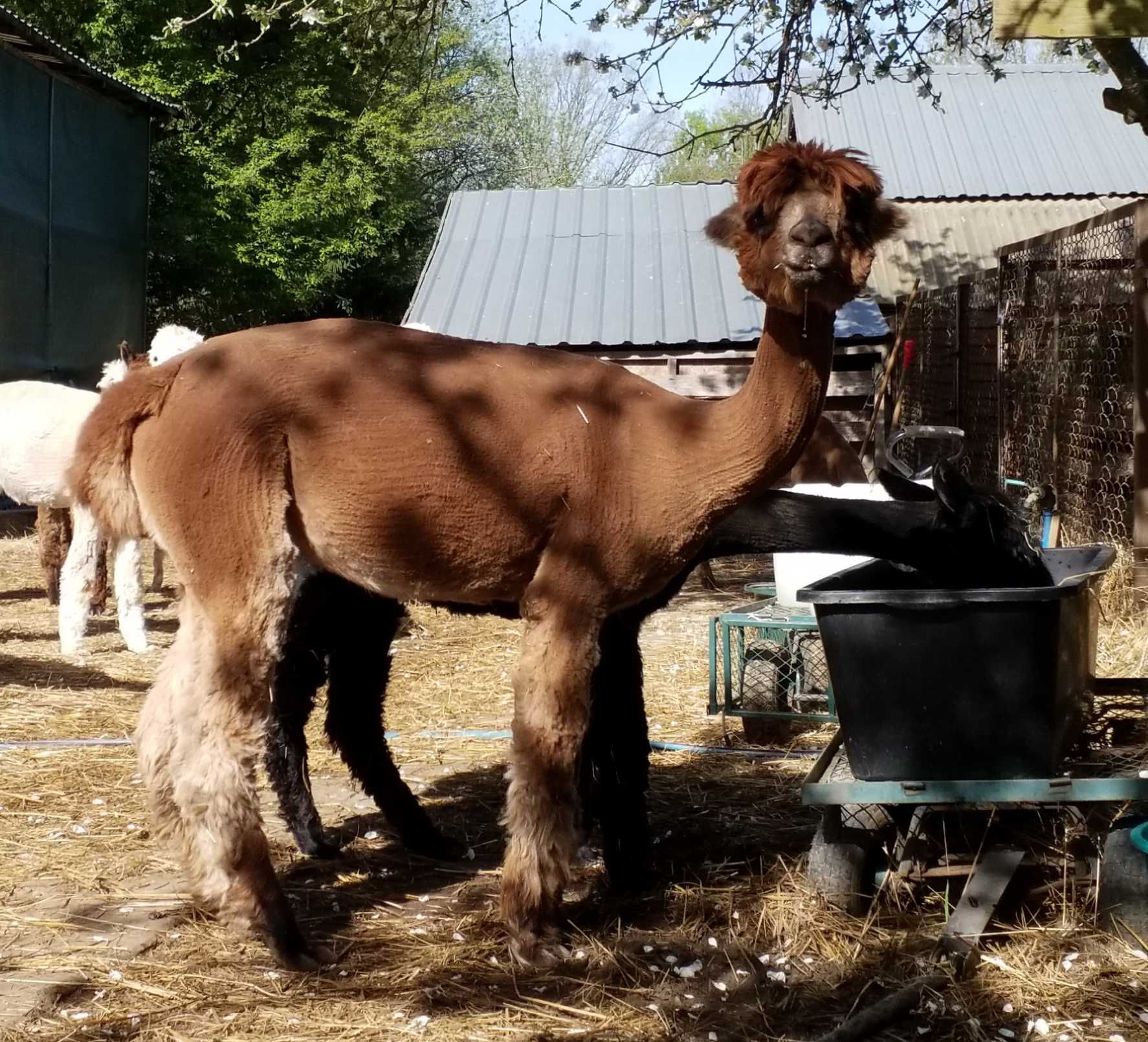 Alpaka Huacaya samica Frejka