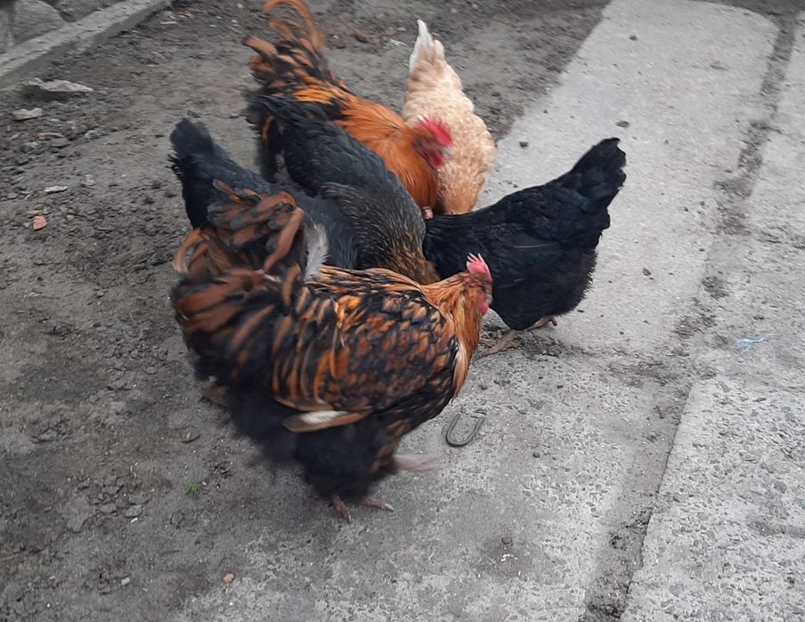 Золотий орпінгтон. Півні. Петухи. Золотой орпингтон.