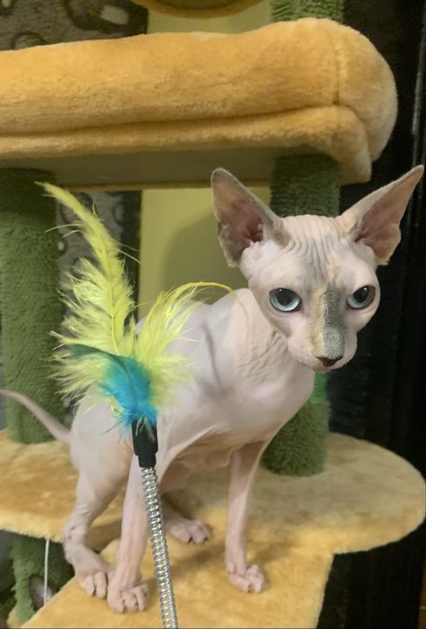 Sfinks Kanadyjski. Kotka do odbioru. Rodowód