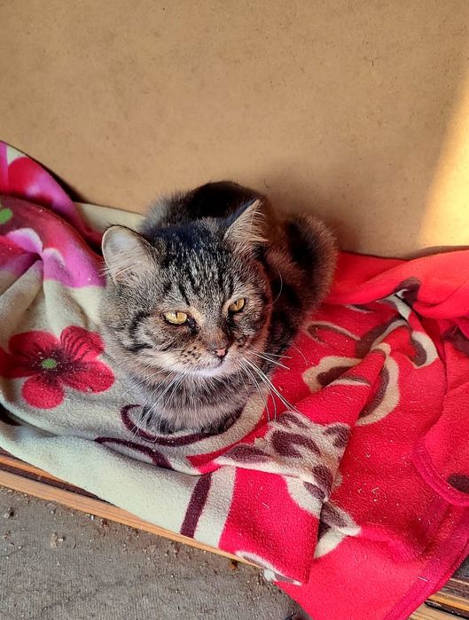 Спокійний котик 7-8 років