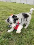 Border collie chłopiec Blue -merle nr 1/GOTOWY DO ODBIORU/genetyka