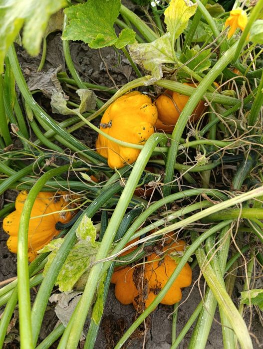 Безкоштовно насіння різне