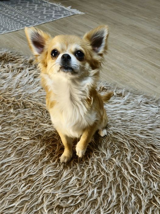 CHIHUAHUA piesek długowłosy ZKwP (FCI)