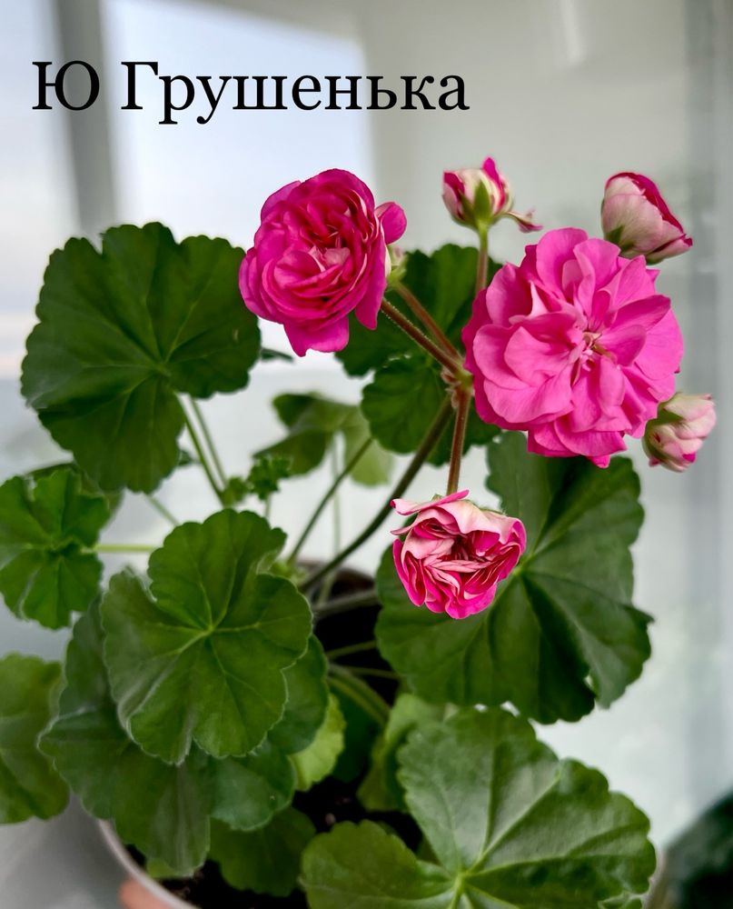Пеларгоніі сортові духмяні стелари зональні