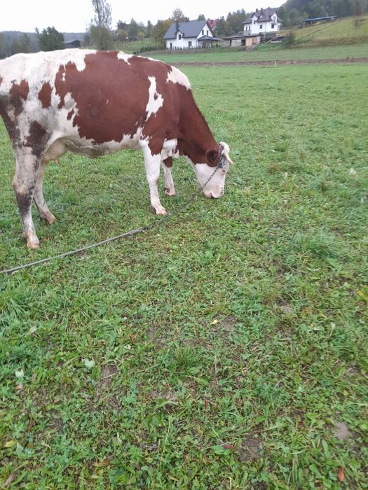 Sprzedam krowę rasy SIM