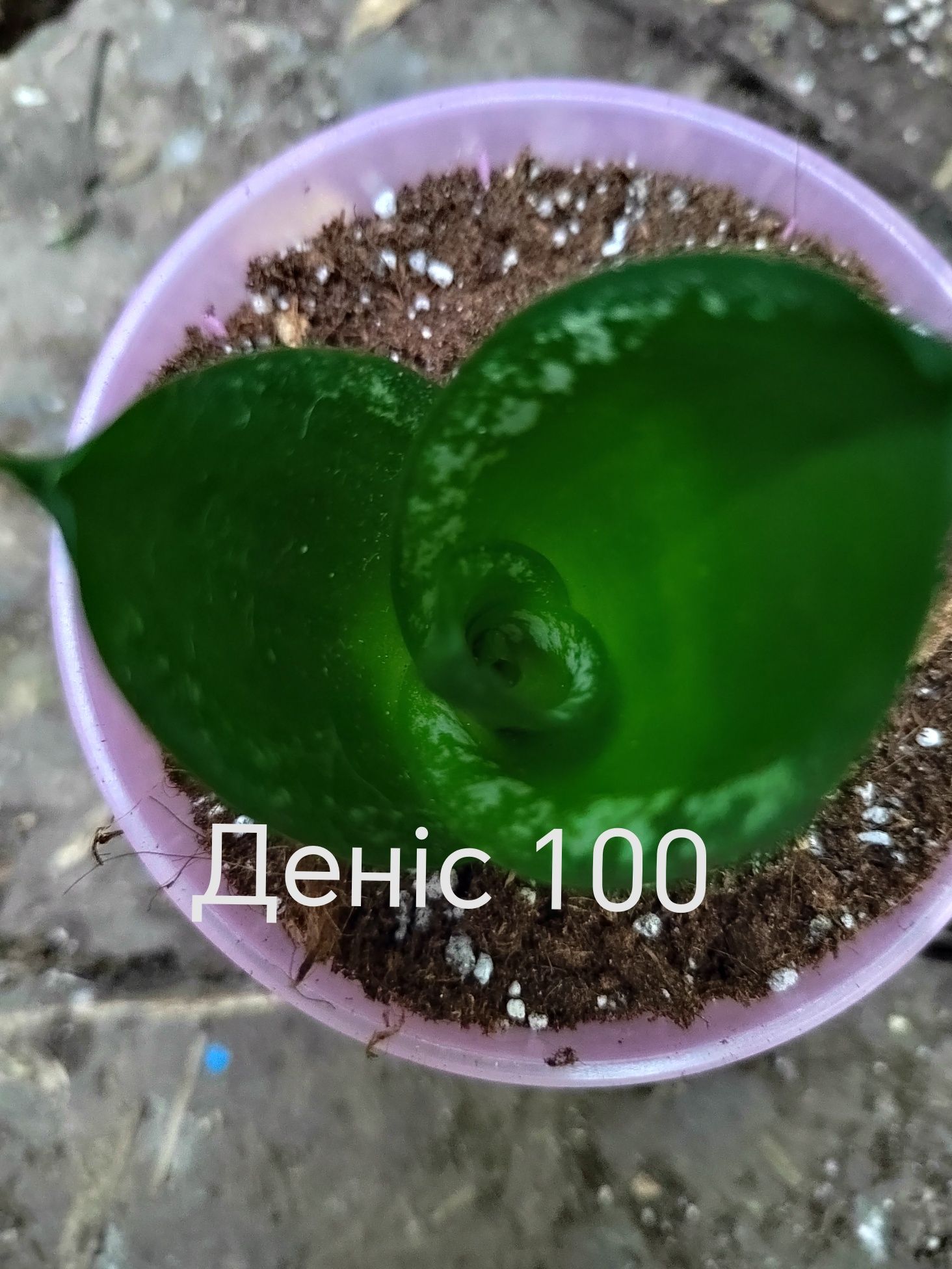 Сансевієрія, сансев'єра