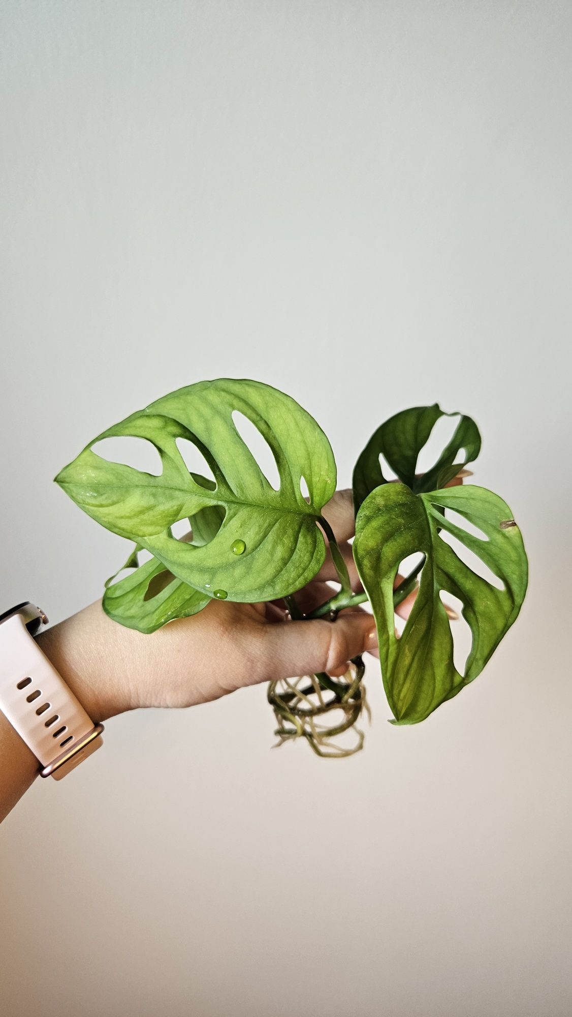 Monstera monkey, Monstera minima,