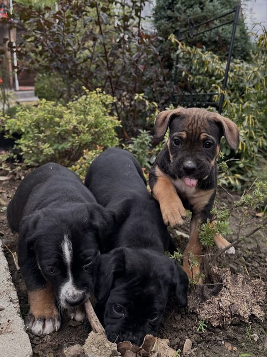 продаю собачок кане корсо