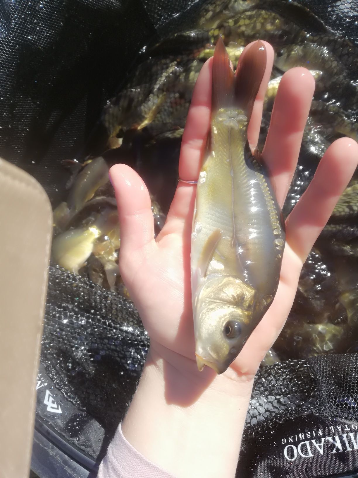 Karp narybek kroczek 15-20cm Lin, Jesiotr