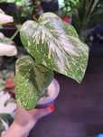 Monstera Thai Constelation cała roślina