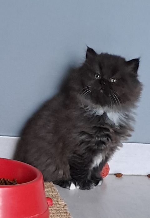 Piękna Brytyjska  Czekoladowa z białymi akcętami kotka