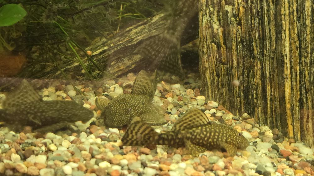 Sprzedam  glonojady zbrojniki niebieskie