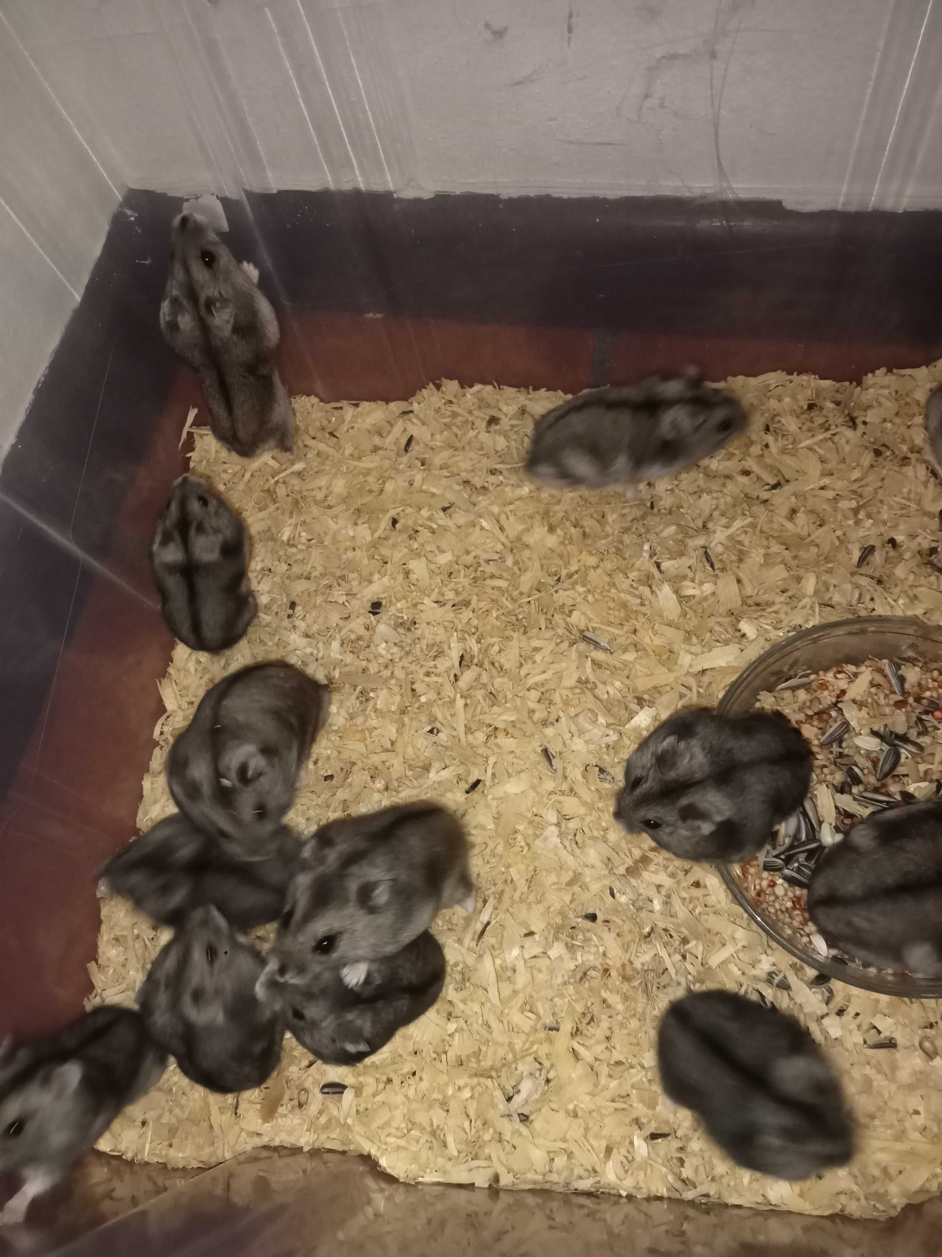 Vários hamsters disponíveis