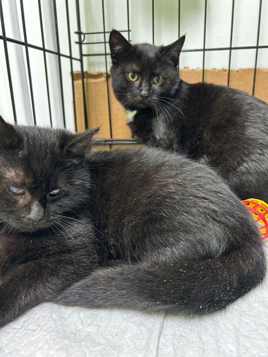 Кошенята котики шукають родини