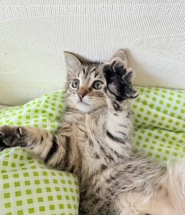 Котята даром отдам