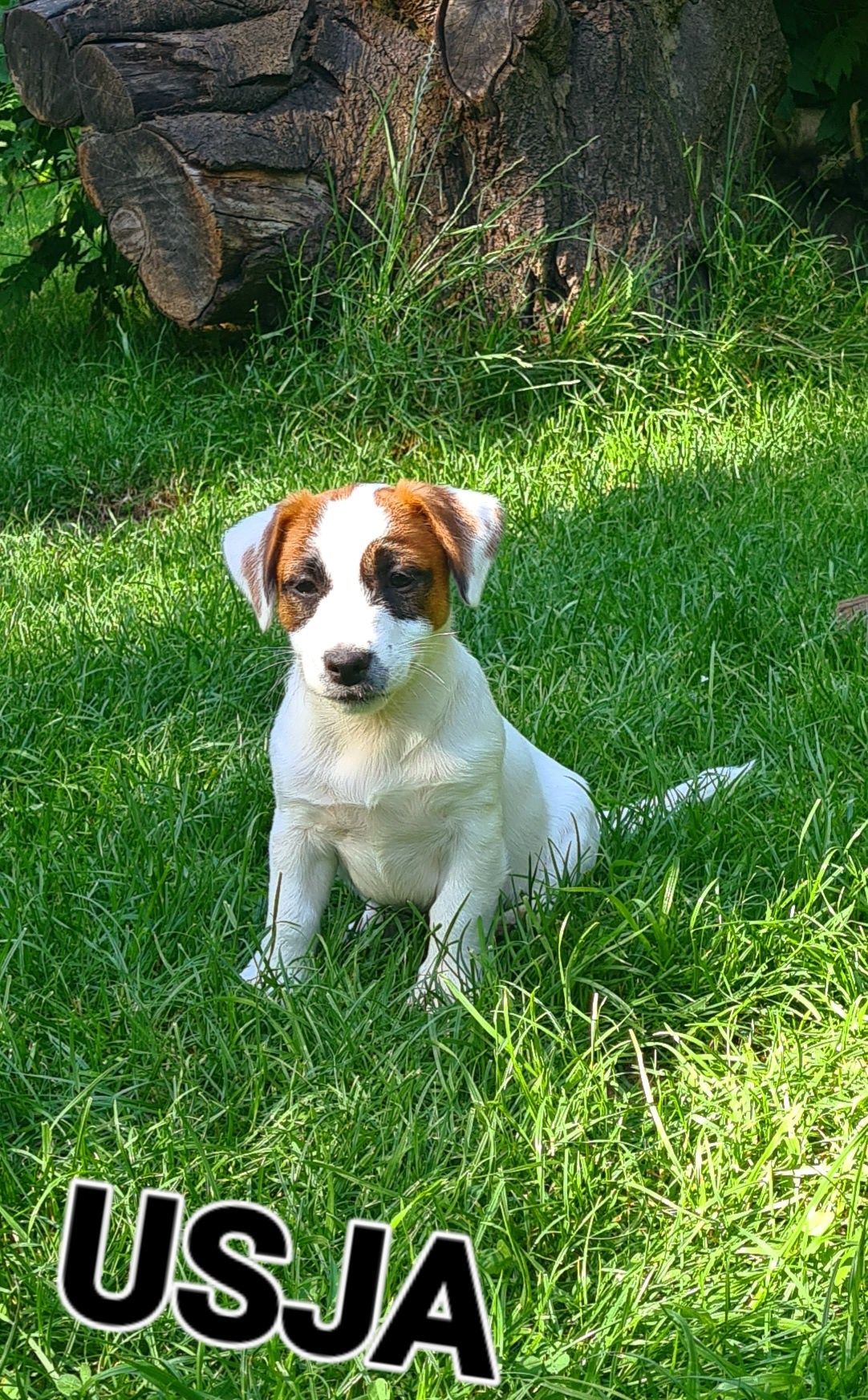 Jack Russell Terier piękna suczka gładkowłosa.
