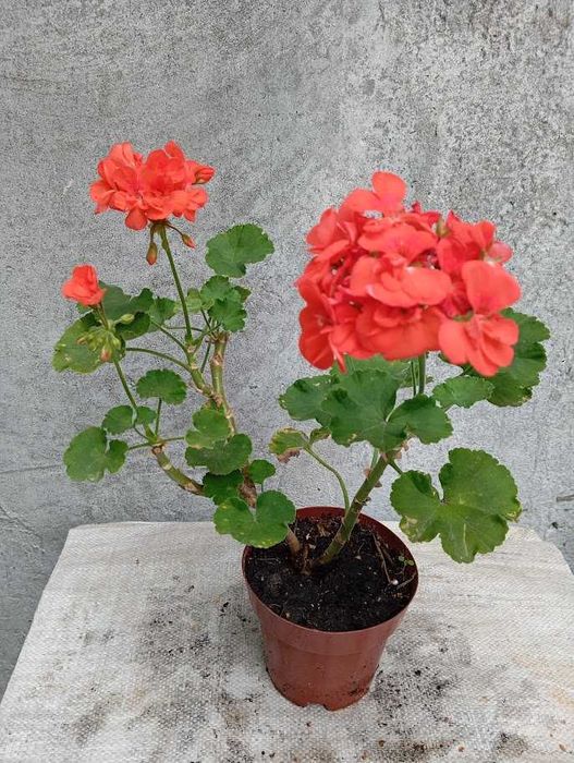 Калачики домашние 5 видов