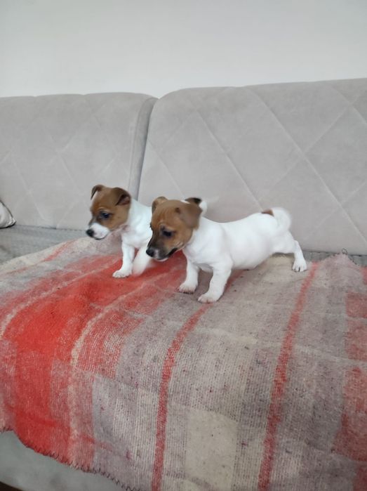 Jack russell terrier