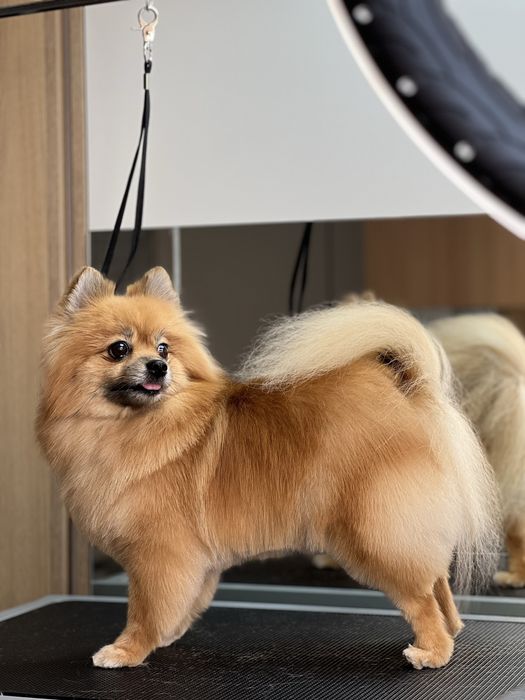 Стрижка собак та котиків грумінг салон