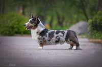 Welsh corgi cardigan