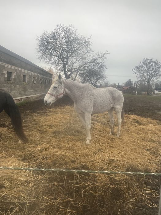 Sprzedam klacz 15 lat