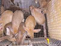 Coelhos Gigantes em adultos 6 a 9 kg