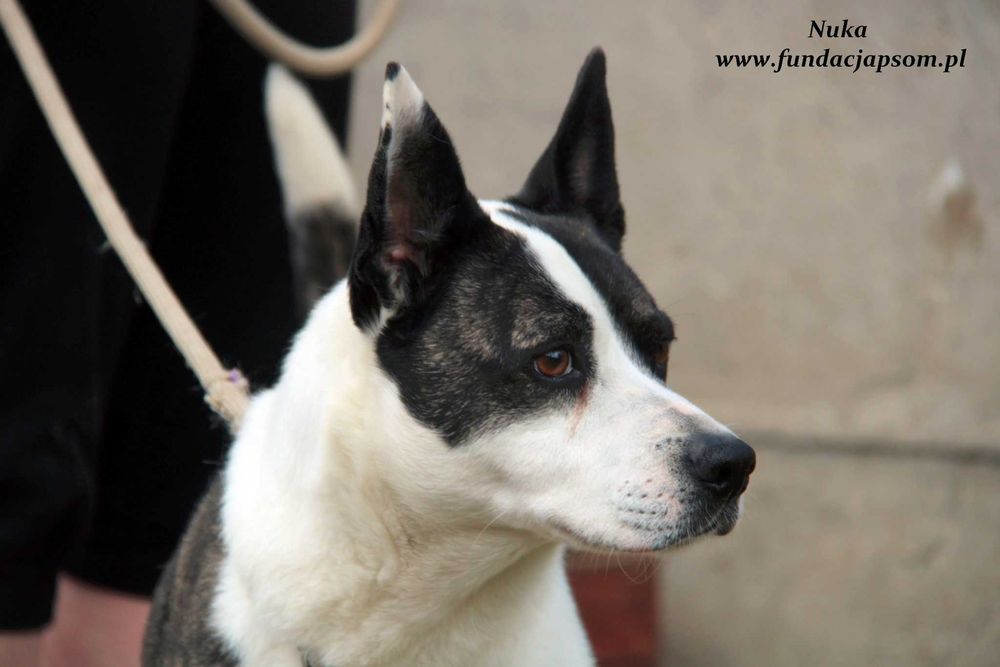 Nuka - suczka w typie amstaffa