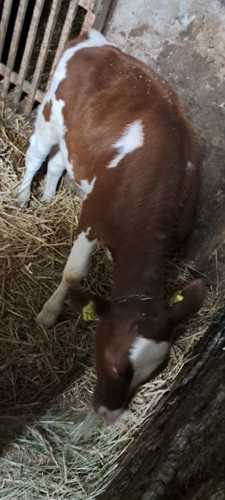 Sprzedam cielisie