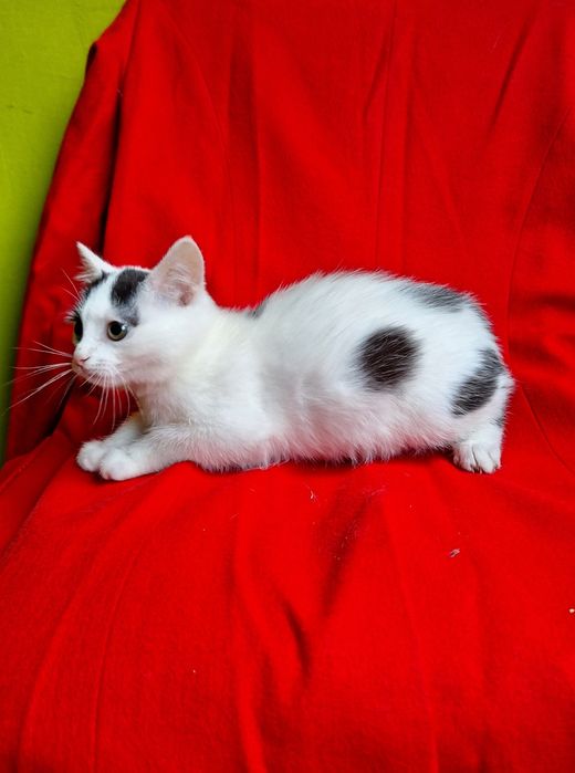 Маленькая плюшевая котёнок девочка ищет дом! Котята в хорошие руки!