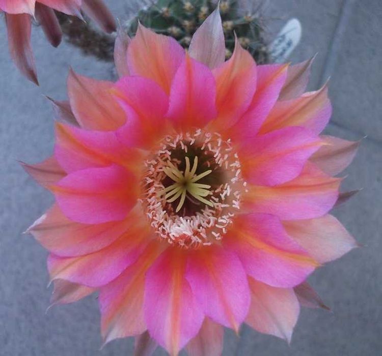 Echinopsis hybryda Heart Of Gold  kaktusy kwitnące