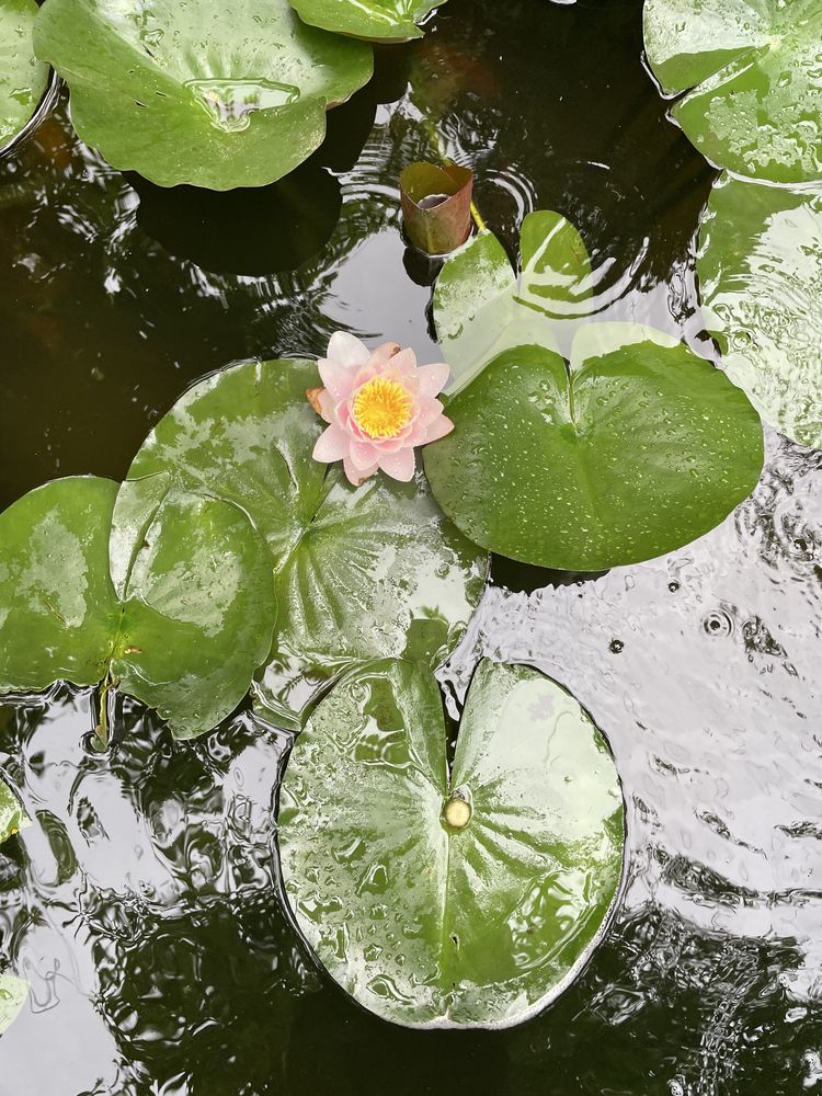 Nenufares cor de rosa com envio gratuito