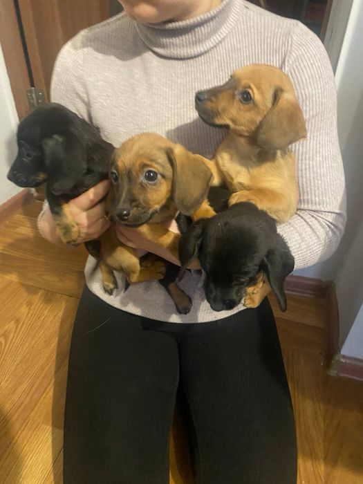 Продамо цуценят метис такси