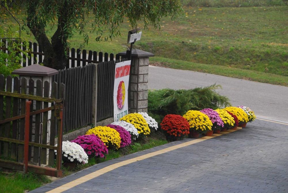 Chryzantemy drobnokwiatowe