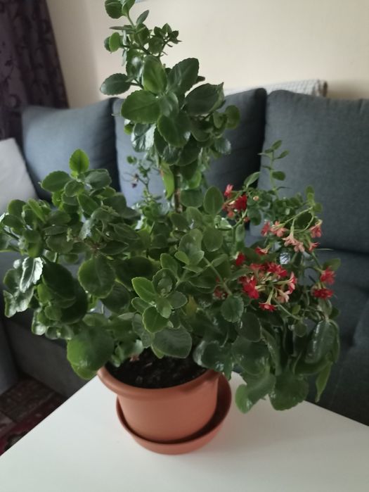 Dorodny KWIAT Kalanchoe Kwitnący w pięknej doniczce , wys.50 cm_