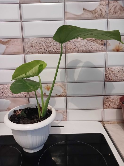 Монстера в горщику