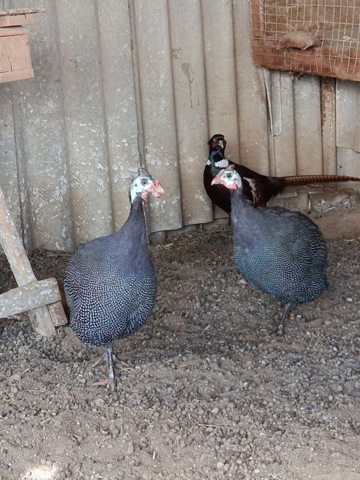 Продам молодих цесарок