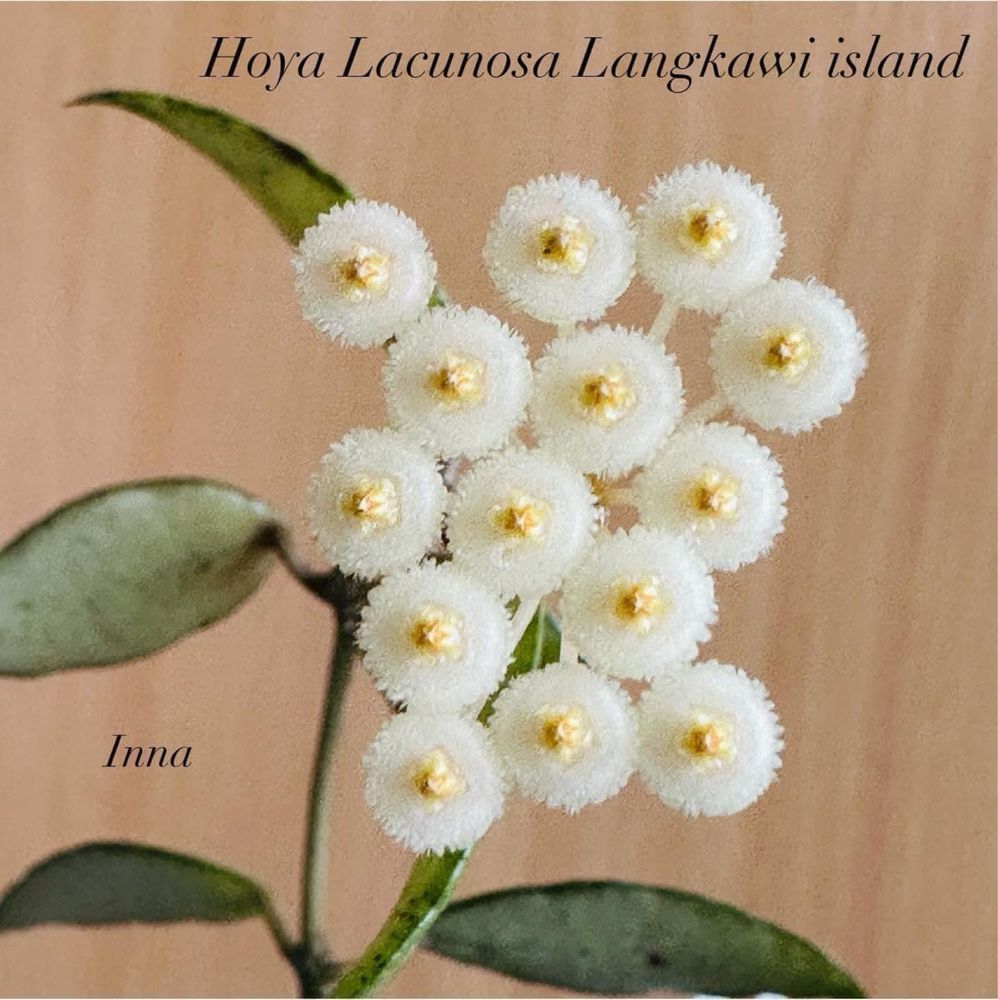 Хойи Obovata splash, Griffithii gold flowers, Lacunosa Langkawi island