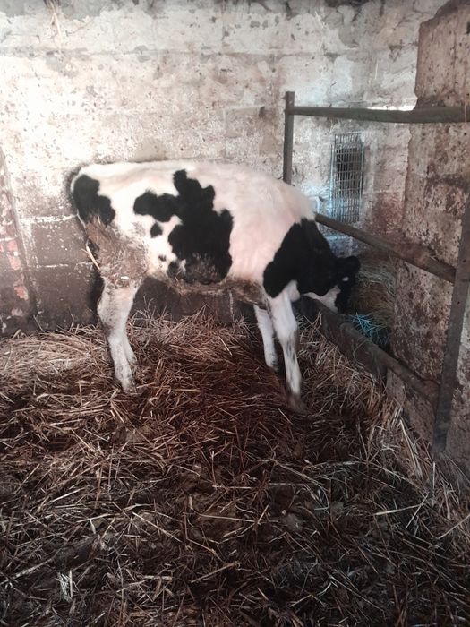 Byczek biało czarny