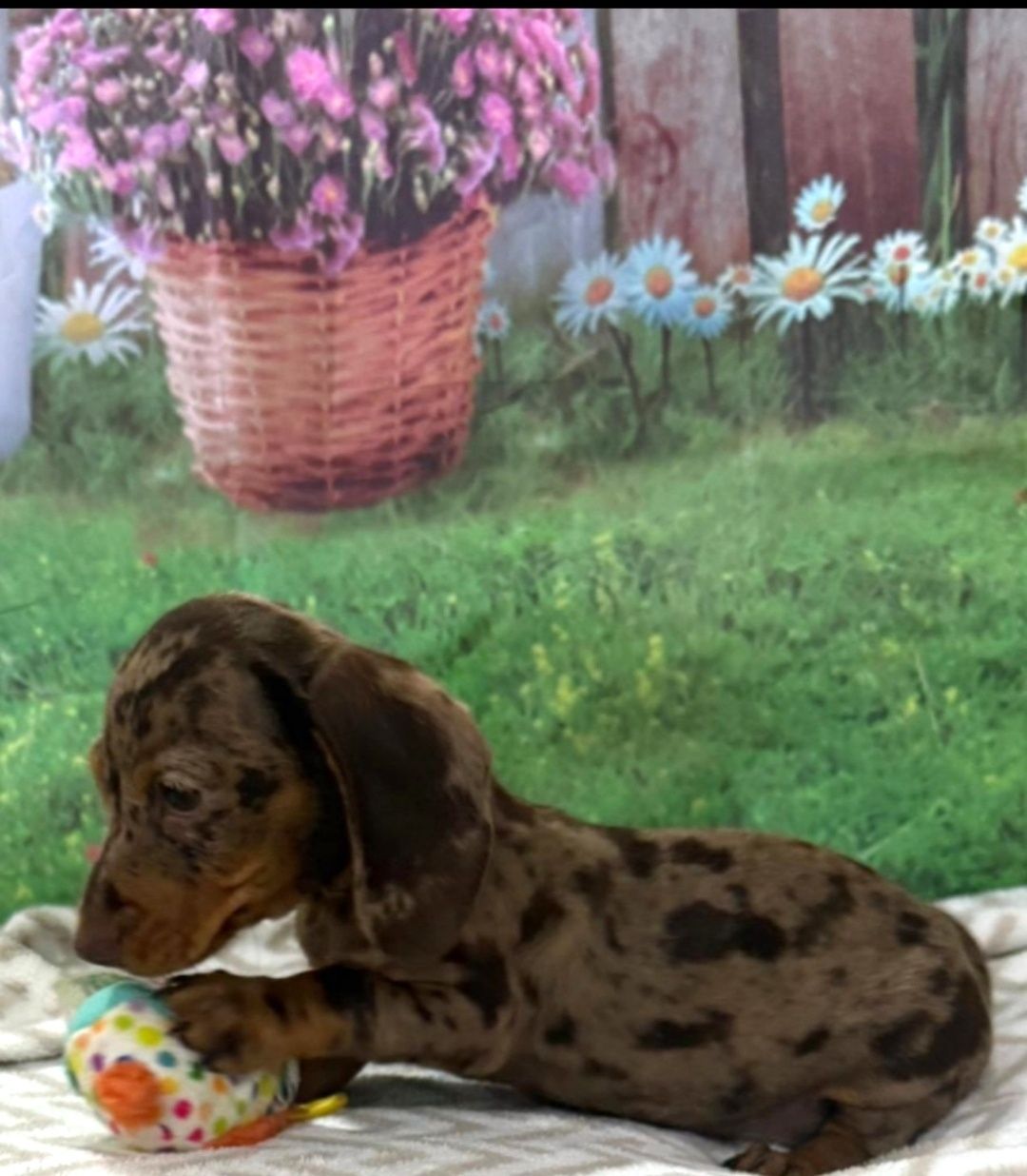Menina Teckel Arlequim chocolate com Lop