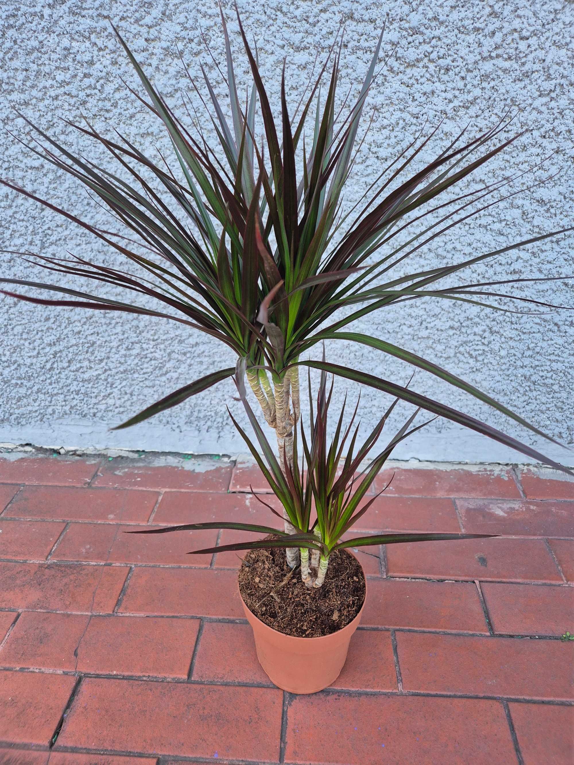 Dracena Marginata Magenta 2 rośliny w jednej doniczce 75cm