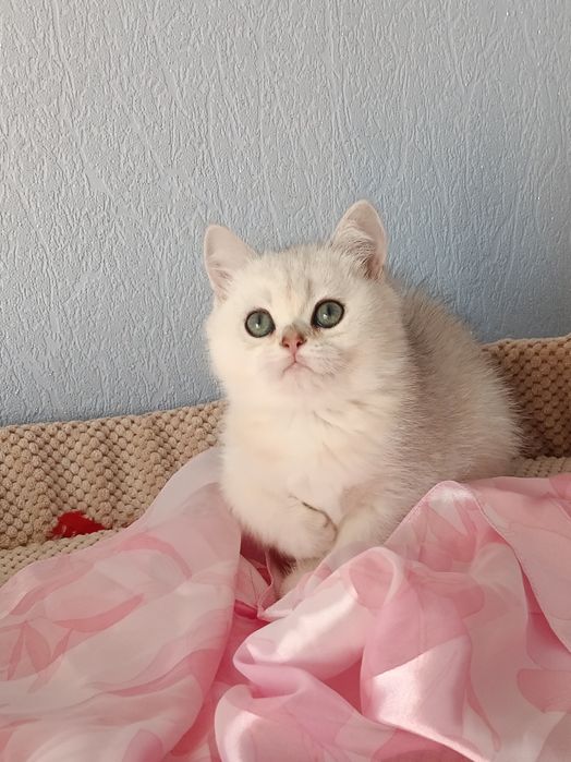 Шотландська шиншилла срібна