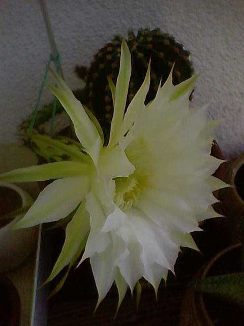 kaktus kwitnący- sadzonka