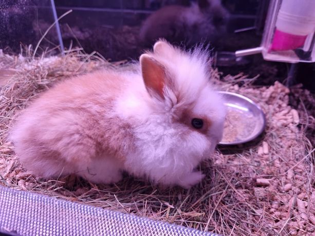 Królik - gryzoń | króliczek domowy | Petmarket