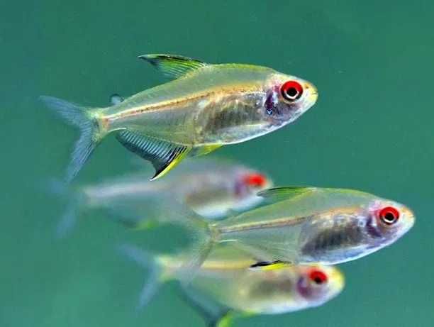 Bystrzyk pięknopłetwy, cytrynka. Cetarius