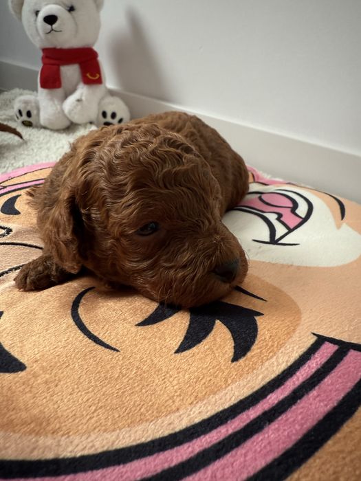 Pudel Toy Red Brown po małych rodzicach